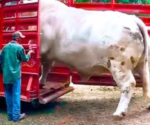 جابه جایی جانکاه؛ گاو 250 کیلویی رو برای سلاخی با نیسان فرستاد کشتارگاه فقط جلو نشست