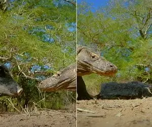 از جذابیت‌های حیات وحش؛ خوک انقدر خسته است حتی حال نداره از دست کومودو فرار کنه