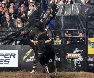 استقامت خونین؛ گاو عصیانگر تو مسابقه جفتک چارگوش زد گاوچرون و تو 2 ثانیه پخش زمین کرد