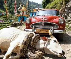 حیات وحش مصنوعی؛ تقلای تیم نجات با پیتون غول برای نجات گاو مادر