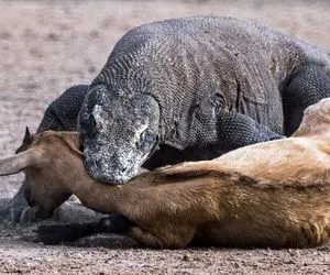 از جذابیت‌های حیات وحش؛ کومودو تو چشم به هم زدن یجوی آهو بلعید که یه مو هم ازش نموند