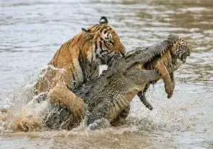 مستند حیات وحش؛ ببر بچه اشو که با مشقت زاییده از حلق تمساح میکشه بیرون