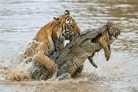 مستند حیات وحش؛ ببر بچه اشو که با مشقت زاییده از حلق تمساح میکشه بیرون