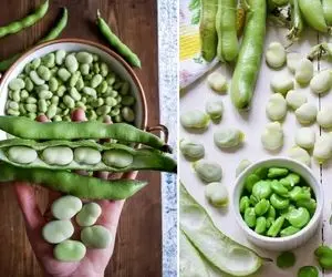 صفر تا صد ترفند خرید و نگهداری باقلا؛ با این روش از طعم واقعی باقلا سبز لذت ببرید!