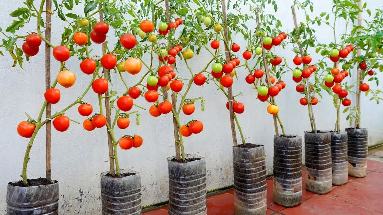 کشاورزی خلاقانه؛ باغچه نداری خیالی نیست با این بطری های آب معدنی یه باغ گوجه بساز