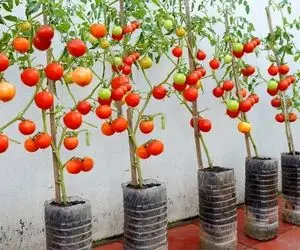 کشاورزی خلاقانه؛ باغچه نداری خیالی نیست با این بطری های آب معدنی یه باغ گوجه بساز