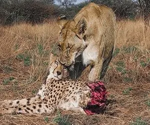 جذابیت حیات وحش؛ عقاب سفاک توله پلنگ چش قشنگه رو قاپید شیر قسی پیچوند بلعیدش