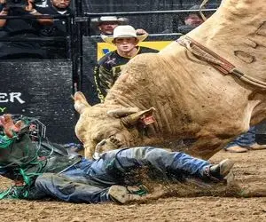 تاخت‌وتازهای خونین؛ گاو سرکش تو بازی گاوچرونو انداخت رو زمین دستشو گاز گرفت از جا کند