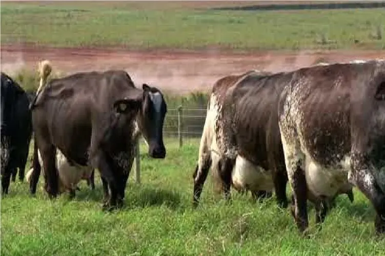 گاوهای باورنکردنی؛ گاوی که اینقدر حجم شیرش زیاده می خواد راه بره تلو می خوره