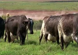 گاوهای باورنکردنی؛ گاوی که اینقدر حجم شیرش زیاده می خواد راه بره تلو می خوره