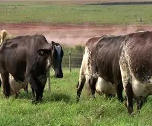 گاوهای باورنکردنی؛ گاوی که اینقدر حجم شیرش زیاده می خواد راه بره تلو می خوره