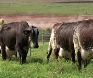 گاوهای باورنکردنی؛ گاوی که اینقدر حجم شیرش زیاده می خواد راه بره تلو می خوره
