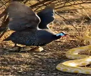 جذابیت حیات وحش؛ سینه ستبر کردن قرقاول جسور مقابل مار زهردار