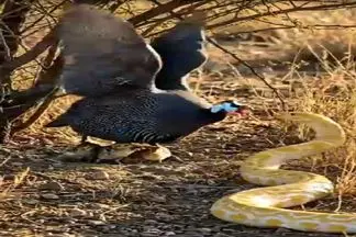 جذابیت حیات وحش؛ سینه ستبر کردن قرقاول جسور مقابل مار زهردار