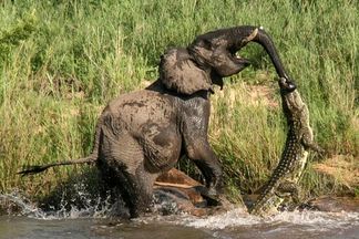 از جذابیت های حیات وحش؛ تمساح سمج خرطوم فیل رو گرفته میکشه ول کن هم نیست