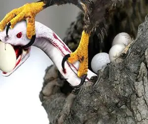 جذابیت حیات وحش؛ کله پیتون غول بعد بلعیدن تخم پرنده ها توسط عقاب ددمنش کنده شد