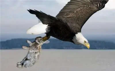 نبرد حیات وحش/ضجه های خرگوش دل عقاب رو هم لرزوند/سرعت باورنکردنی خرگوش برای فرار از شکار