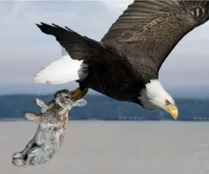 نبرد حیات وحش/ضجه های خرگوش دل عقاب رو هم لرزوند/سرعت باورنکردنی خرگوش برای فرار از شکار