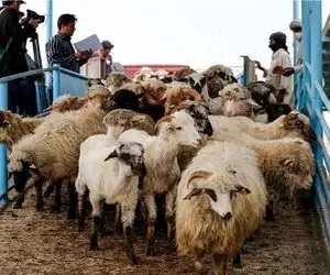 قیمت دام زنده امروز ۴ خرداد ۱۴۰۴‌/ آتش بازار دام خاموش شد 