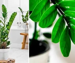 راهنمای نگهداری از گیاه زاموفیلیا / رعایت این نکات رشد و شادابی گیاه رو تضمین میکنه