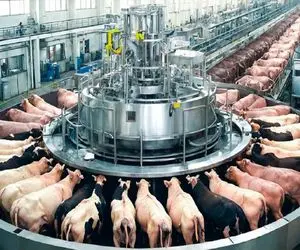 فرآوری گاو نر؛ چگونه کارخانه فرآوری گوشت گاو مدرن میلیونر شد