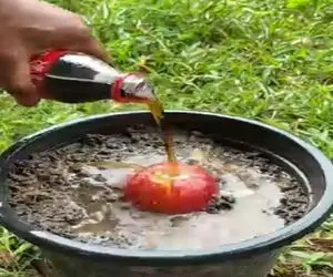 کشاورزی نوین؛ سیب رو با نوشابه کوکا کولا آب داد نتیجه بعد از یه هفته شوکه کننده اس