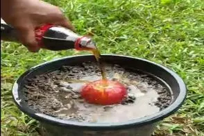 کشاورزی نوین؛ سیب رو با نوشابه کوکا کولا آب داد نتیجه بعد از یه هفته شوکه کننده اس