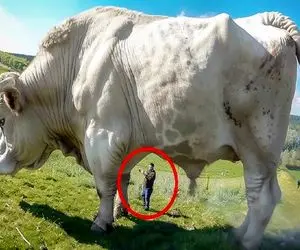 فرآوری گاو؛ 20 تا از گران قیمت ترین و منحصر به فرد ترین گاوها در جهان