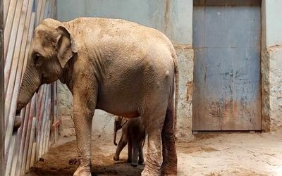 تصاویری زیبا از فیل تازه متولد شده در ایران