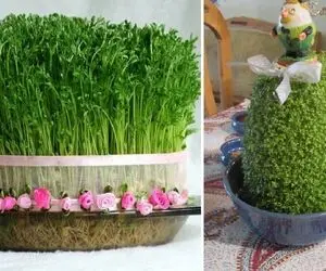 دیگه سبزه پرتقال زیاد شده تو سلیقه کن و سبزه کوزه خاکشیر بذار / هفت سین میشه خاص و آس