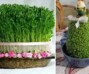 دیگه سبزه پرتقال زیاد شده تو سلیقه کن و سبزه کوزه خاکشیر بذار / هفت سین میشه خاص و آس