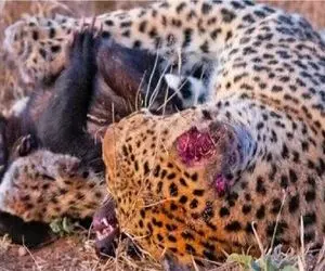 پلنگ زخمی کجور مازندران تلف شد