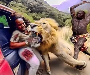 مستند حیات وحش؛ شیر درنده یهو وارد ماشین گردشگرا میشه جیگر همه رو جر میده