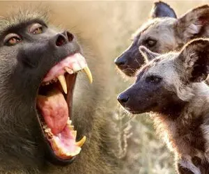 بر مدار وحش؛ بابون شبیخون میزنه به لونه کفتار بچهاش رو میدزده