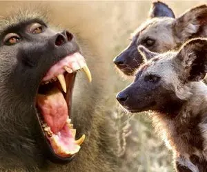 بر مدار وحش؛ بابون شبیخون میزنه به لونه کفتار بچهاش رو میدزده