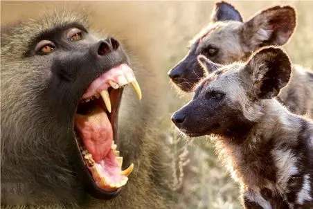 بر مدار وحش؛ بابون شبیخون میزنه به لونه کفتار بچهاش رو میدزده