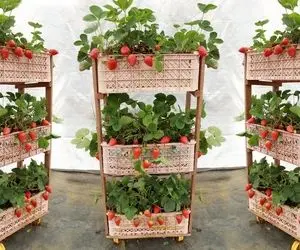 کشاورزی خلاقانه؛ باغچه کف حیاط نداری جاش تو این باغچه ایستاده ها توت فرنگی بکار