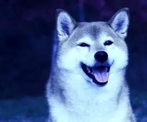 دلیل این همه جنجال از سمت شیبا چیست؟