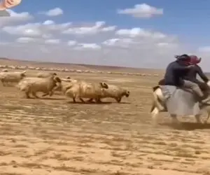 آواز شاد؛ چوپان با گوسفنداش مسابقه دو گذاشته ببعی ها چنان از جون مایه گذاشتن حیثیتیه
