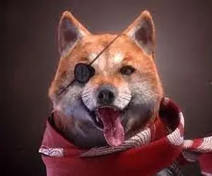 شیبا اینو آماده نبرد با دوج کوین؟