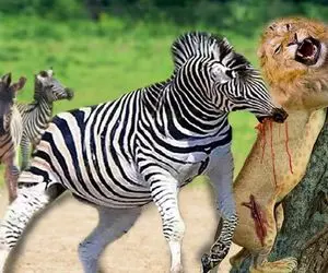 شاهکار حیات وحش؛ گورخر شیر نگون بخت و زخمی کرد کفتار لاشخور شرحه اش کرد خورد