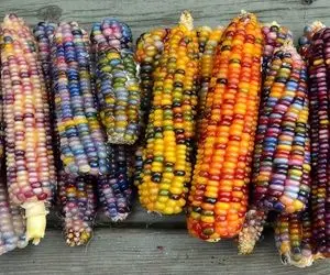 کشاورزی نوین؛ ذرت رنگارنگ پرورش دادن شگفتی خلقتن انگار آرایش کردن دلت نمیاد بخوریشون