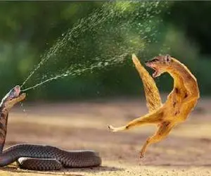 مستند حیات وحش / لحظه دلخراشی که مانگوس طعم زهر مار را چشید