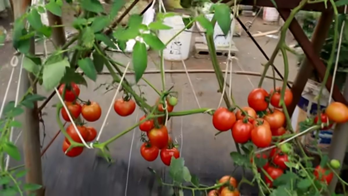 ایده های خلاقانه؛ چجوری تو جعبه یونولیتی گوجه بکاریم؟ رشد وارونه که کلی محصول میده