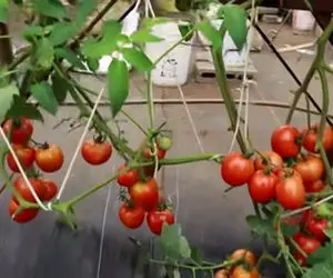 ایده های خلاقانه؛ چجوری تو جعبه یونولیتی گوجه بکاریم؟ رشد وارونه که کلی محصول میده