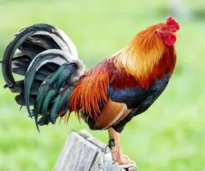 جانوران بامزه؛ خروس بی رمق یه قوقولی قوقو جانانه سر داد و بعدش غش کرد و افتاد