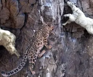 مستند حیات وحش؛ پلنگ برای شکار بز کوهی بی خیال جاذبه صخره ها رو درنوردید