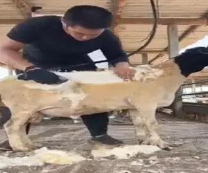 دامداری نوین؛ اصلاح گوسفند رو انقد با دقت و وسواس انجام میده انگار شاه جلوشه