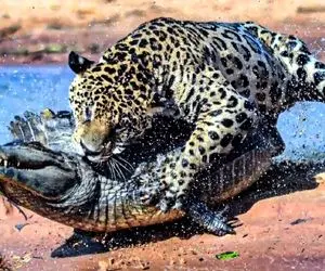 مبارزه شیر ها و کروکودیل ها برسر لاشه | مستند