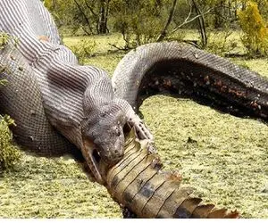 از جذابیت‌های حیات وحش؛ مار پیتون سه تا حیوونو کشت بعد پشت هم قورت داد